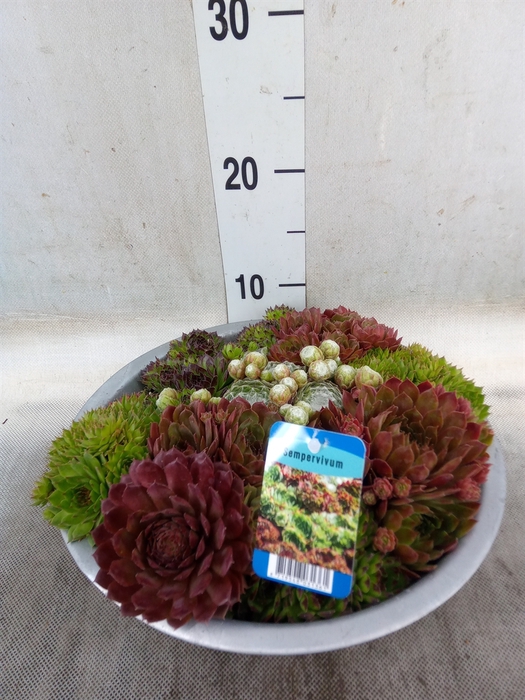 <h4>Sempervivum   ...</h4>