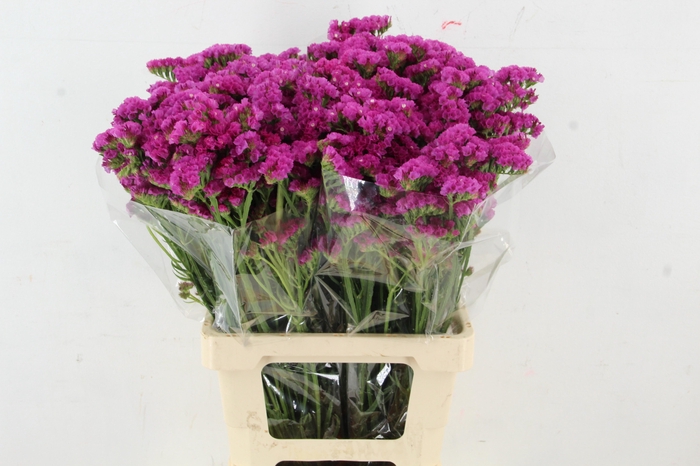 <h4>STATICE CERICE</h4>