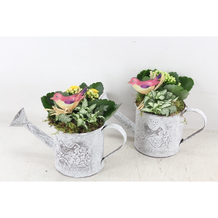 <h4>Arr2 Td - Zink Gieter - Geel/wit</h4>