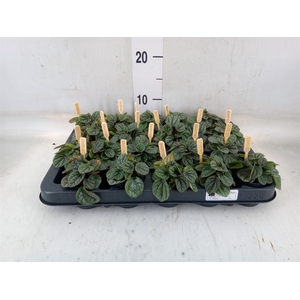 Peperomia