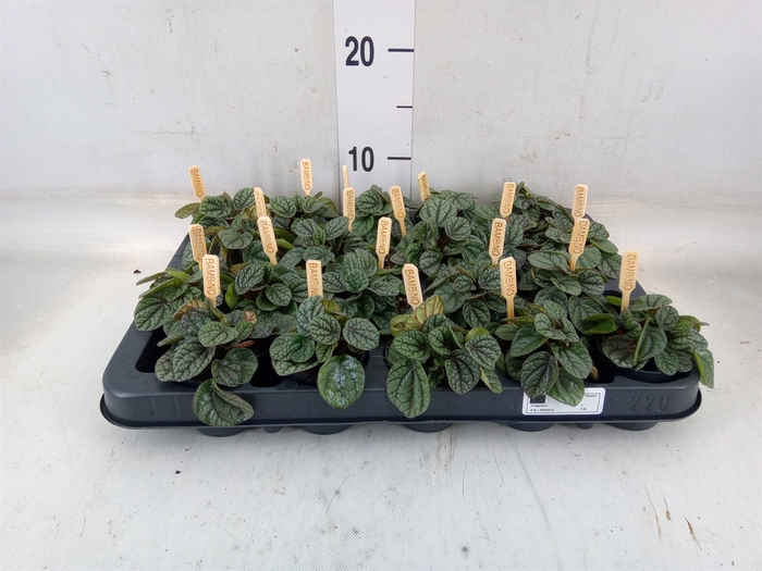 <h4>Peperomia</h4>