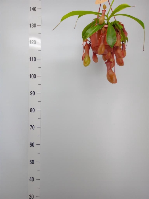 <h4>Nepenthes alata</h4>