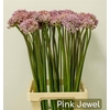 Allium Pink Jewel