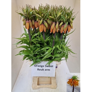 FRIT IMP ORANG SWEET