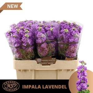 Matth Impala Lavender