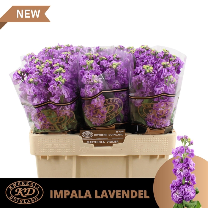 <h4>Matth Impala Lavender</h4>