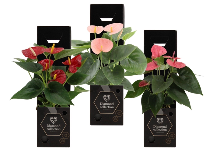 Anthurium 3 color mix in Diamond Gift box