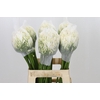 Agapanthus Gletsjer