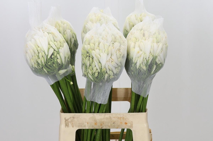 <h4>Agapanthus Gletsjer</h4>