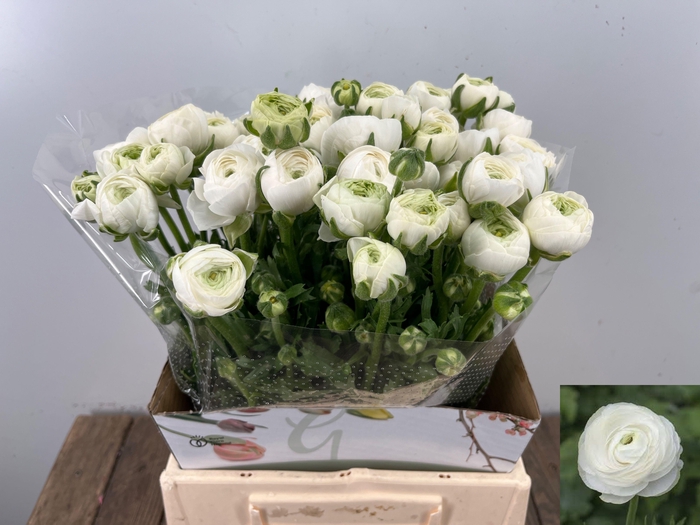 <h4>RAN EL WHITE</h4>