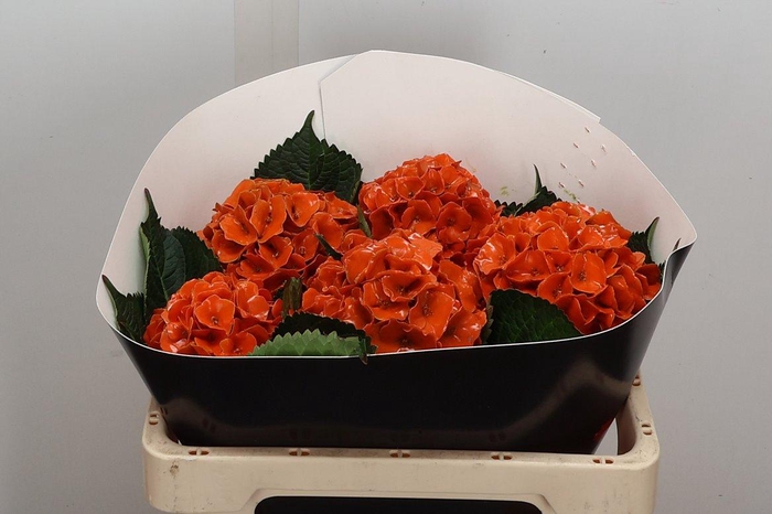 <h4>Wax Hydrangea Hydr Wax Milka</h4>