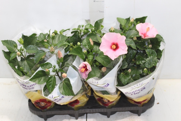 <h4>HIBISQS P13</h4>