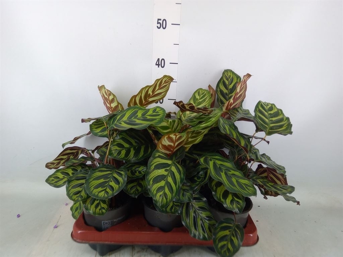 <h4>Calathea makoyana</h4>