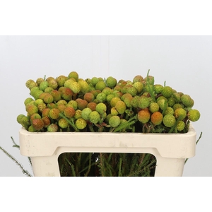 Kaaps Groen Baubles