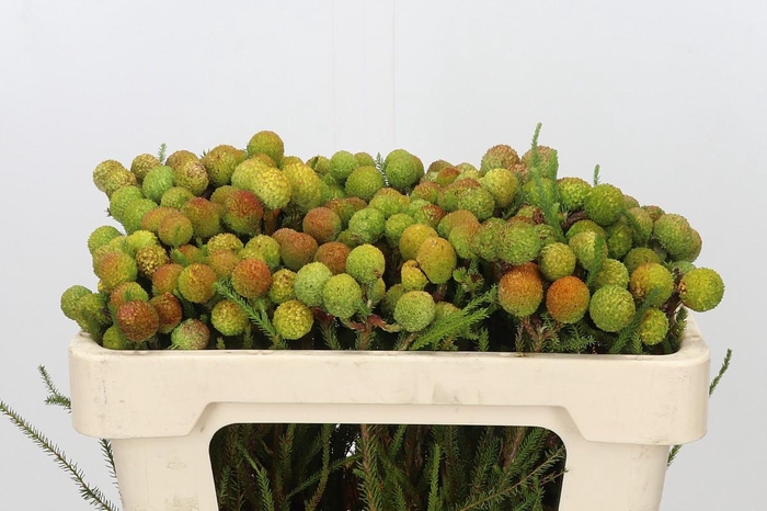 <h4>Kaaps Groen Baubles</h4>