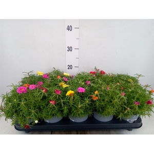 Portulaca grand. 'Happy Hour'  .mix