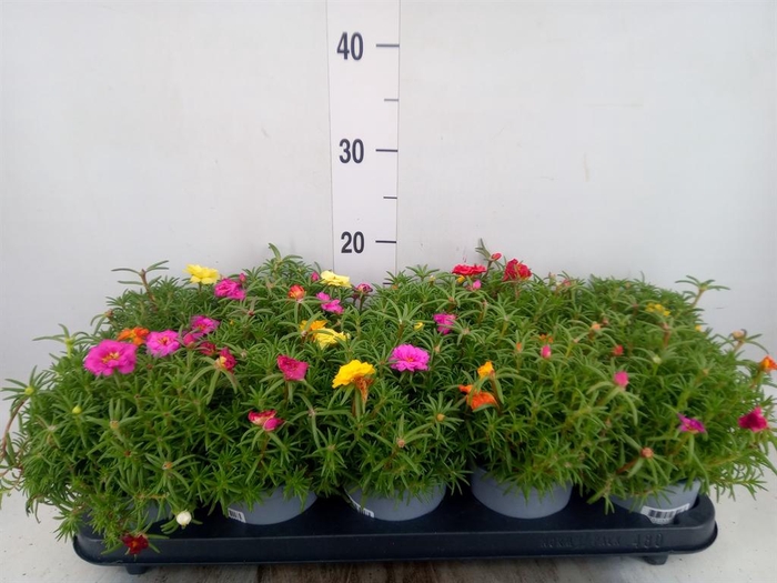 <h4>Portulaca grand. 'Happy Hour'  .mix</h4>