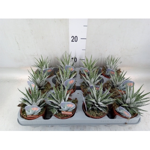 Haworthia fasciata 'Alba'