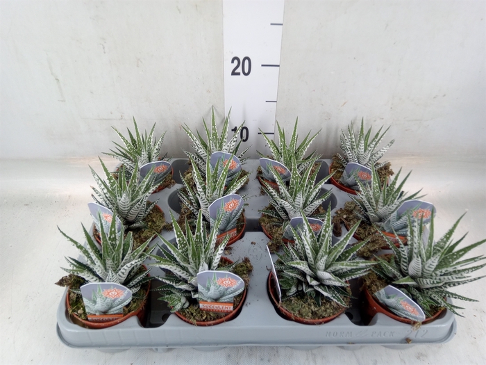 <h4>Haworthia fasciata 'Alba'</h4>