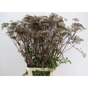 ANGELICA GIGAS