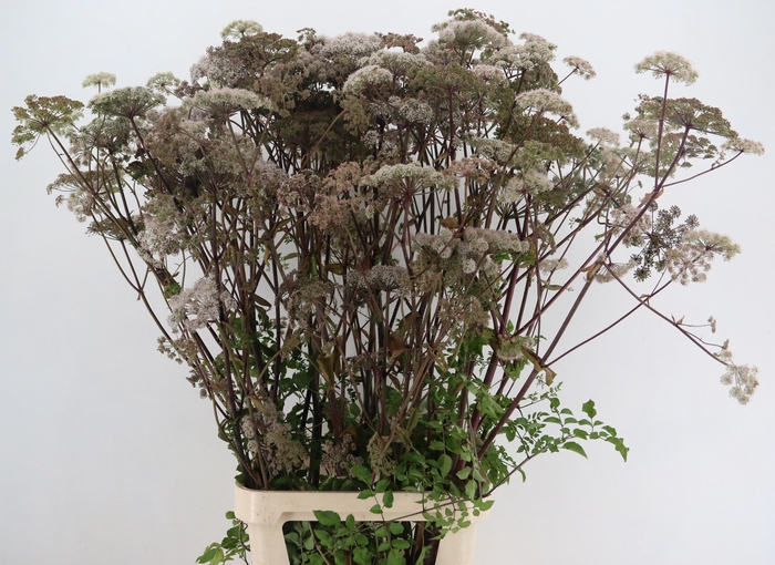 <h4>ANGELICA GIGAS</h4>