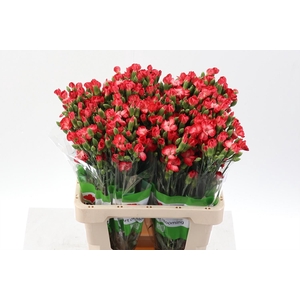 Dianthus TR 'Solomio Clif'