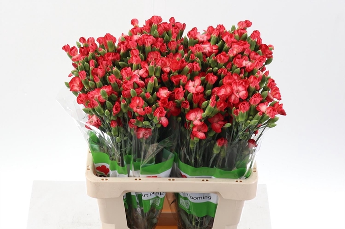 <h4>Dianthus TR 'Solomio Clif'</h4>