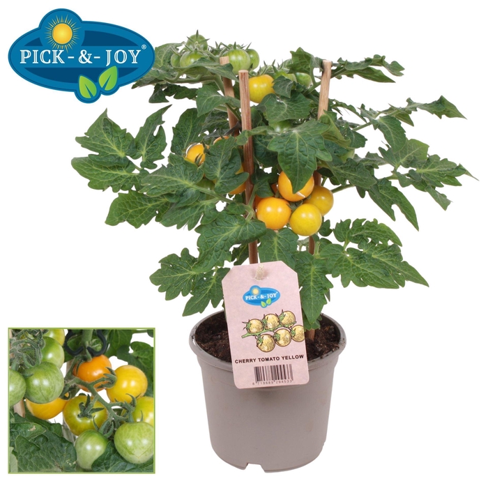 <h4>Solanum lycopersicum (Tomaat)</h4>