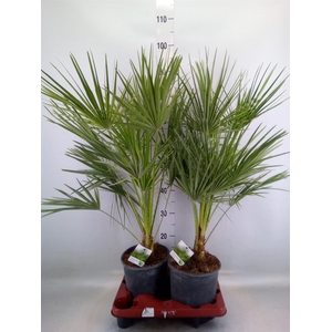 Chamaerops humilis