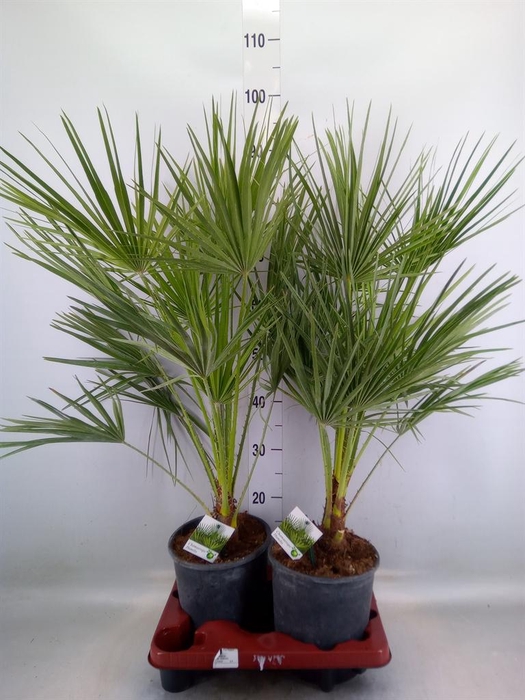<h4>Chamaerops humilis</h4>