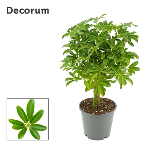Schefflera Arboricola Luseana op stam 14 cm (Decorum)
