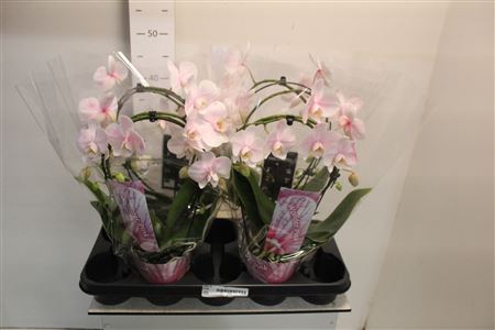 Phal Bow Pink 16+