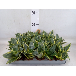 Sansevieria trifa. 'Golden Hahnii'