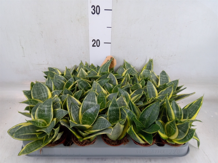 <h4>Sansevieria trifa. 'Golden Hahnii'</h4>