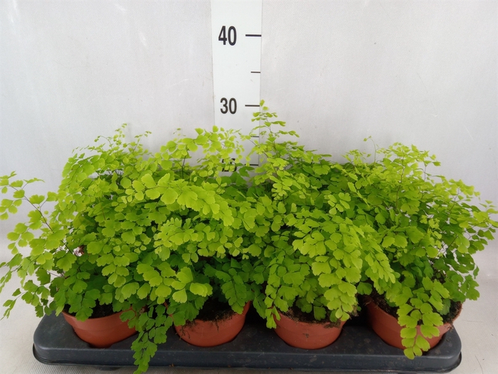 <h4>Adiantum raddi. 'Fragrans'</h4>