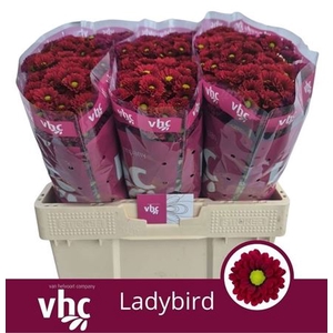 Chr S Ladybird