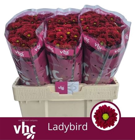 <h4>Chr S Ladybird</h4>