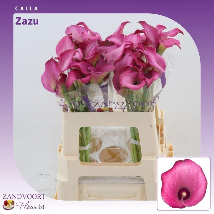 <h4>Calla Zazu</h4>