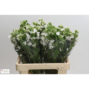 OXY CO PERF WHI HARM