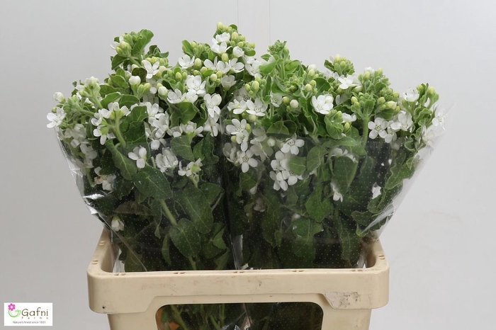 <h4>OXY CO PERF WHI HARM</h4>