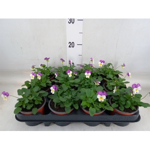 Viola corn. 'Evo Mini Lavender Pk'