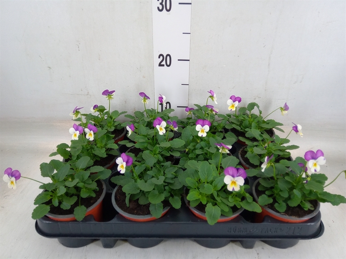 <h4>Viola corn. 'Evo Mini Lavender Pk'</h4>