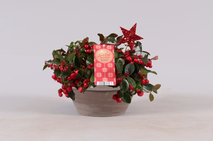 <h4>Gaultheria Big Berry Keramiek Terracotta + Glitter</h4>