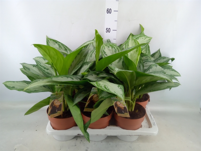 <h4>Aglaonema  'Silver Bay'</h4>