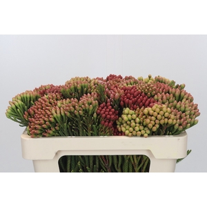 Kaaps Groen Red Brunia