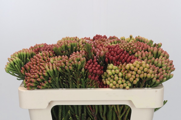 Kaaps Groen Red Brunia