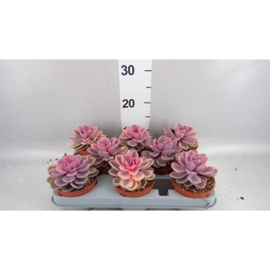 Echeveria   ...