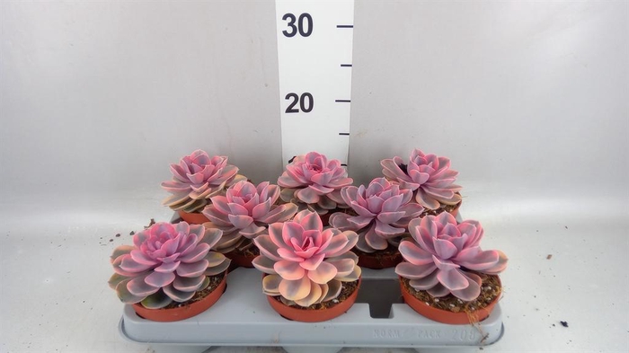 <h4>Echeveria   ...</h4>
