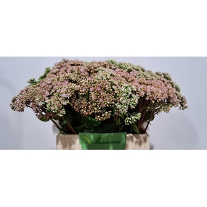 SEDUM MATRONA
