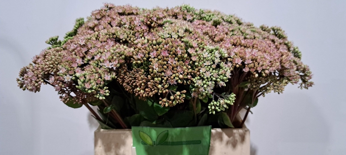<h4>SEDUM MATRONA</h4>